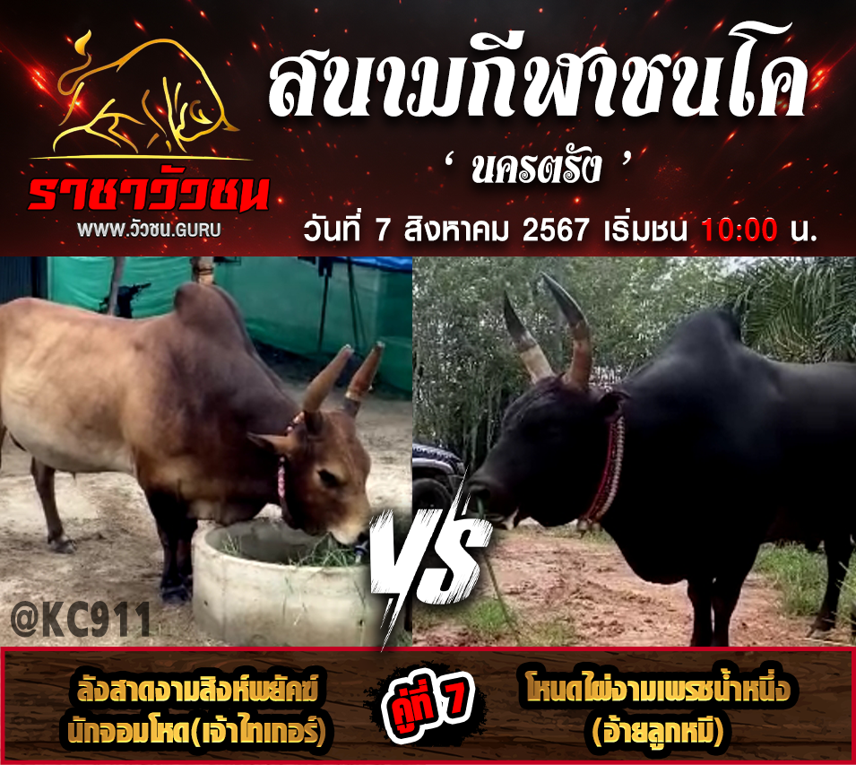 คลิปวัวชนย้อนหลัง 7-8-2567