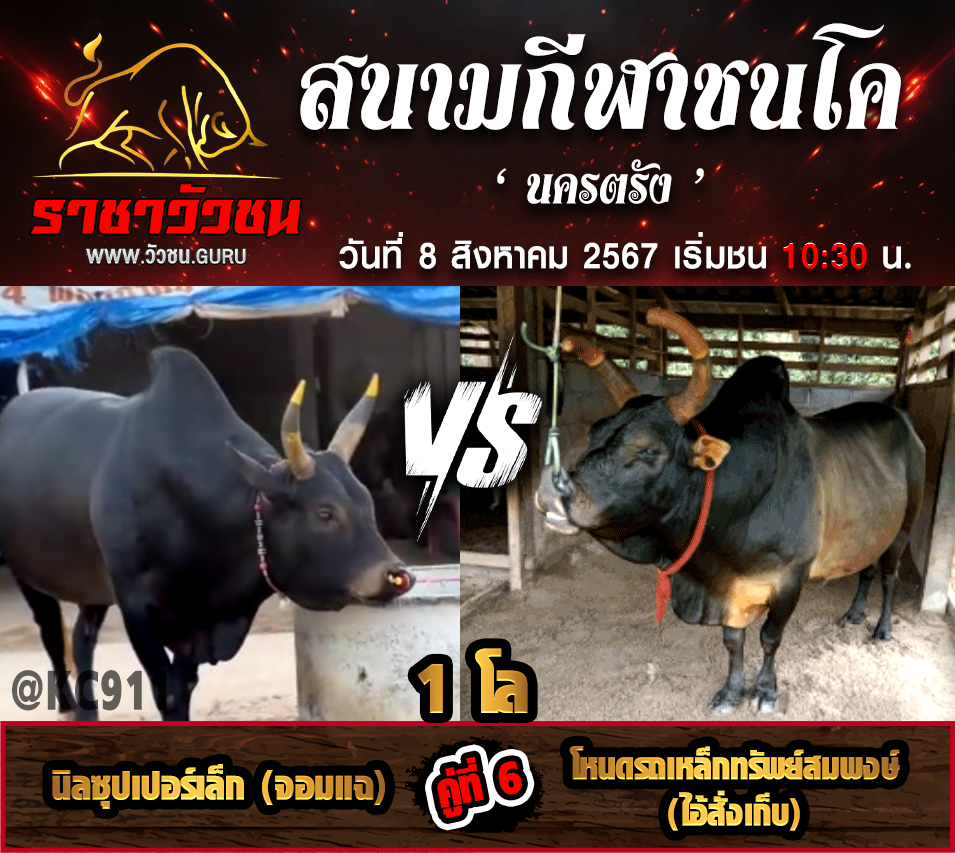 คลิปวัวชนย้อนหลัง 8-8-2567