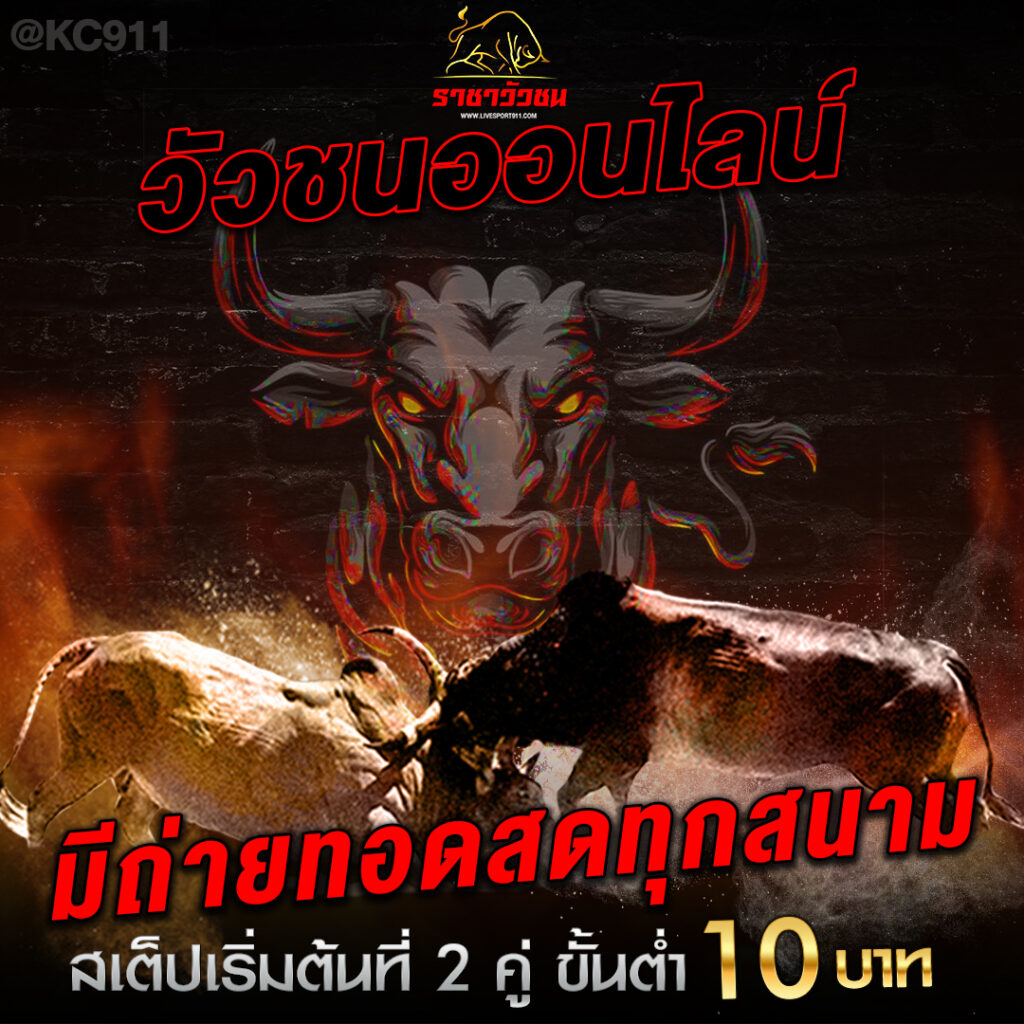 วัวชนออนไลน์ 2-8-2567