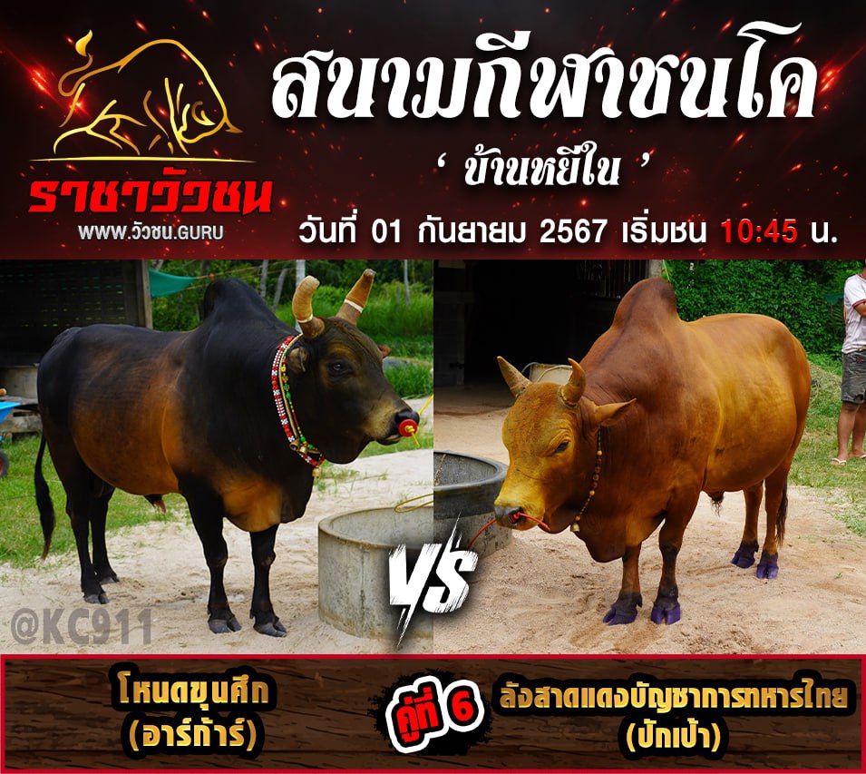 คลิปวัวชนย้อนหลัง 1-9-2567