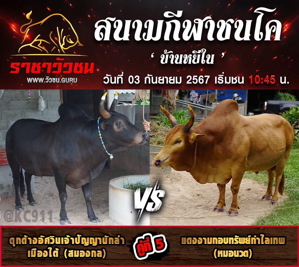 คลิปวัวชนย้อนหลัง 3-9-2567