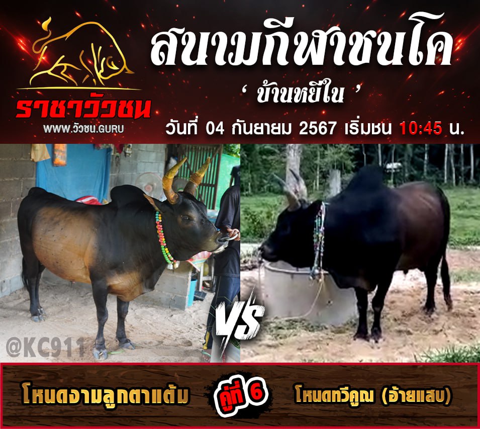 คลิปวัวชนย้อนหลัง 4-9-2567