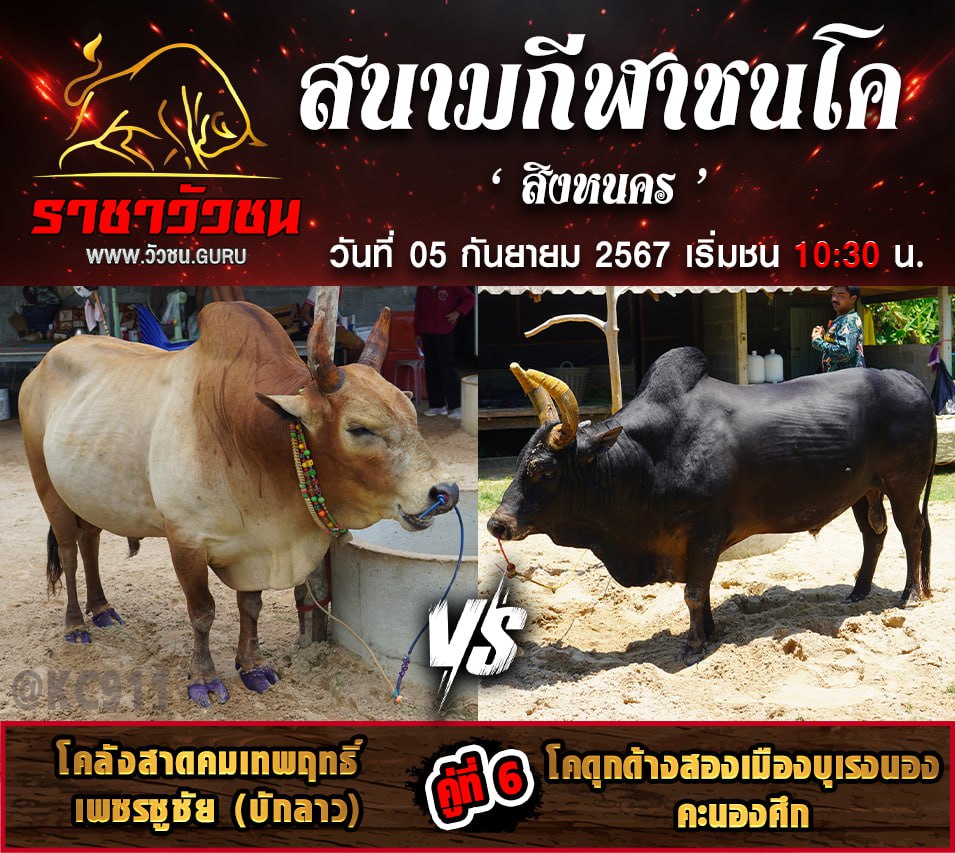 คลิปวัวชนย้อนหลัง 5-9-2567