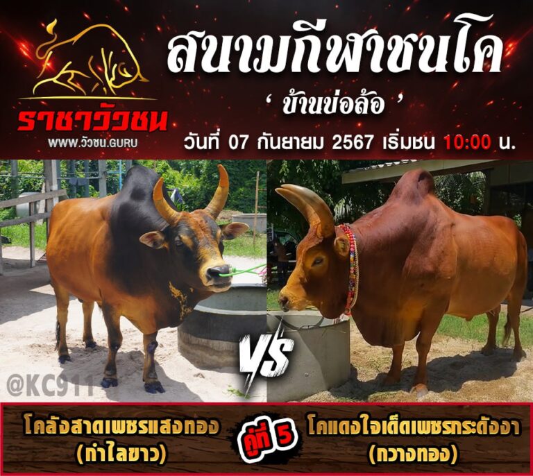 คลิปวัวชนย้อนหลัง 7-9-2567