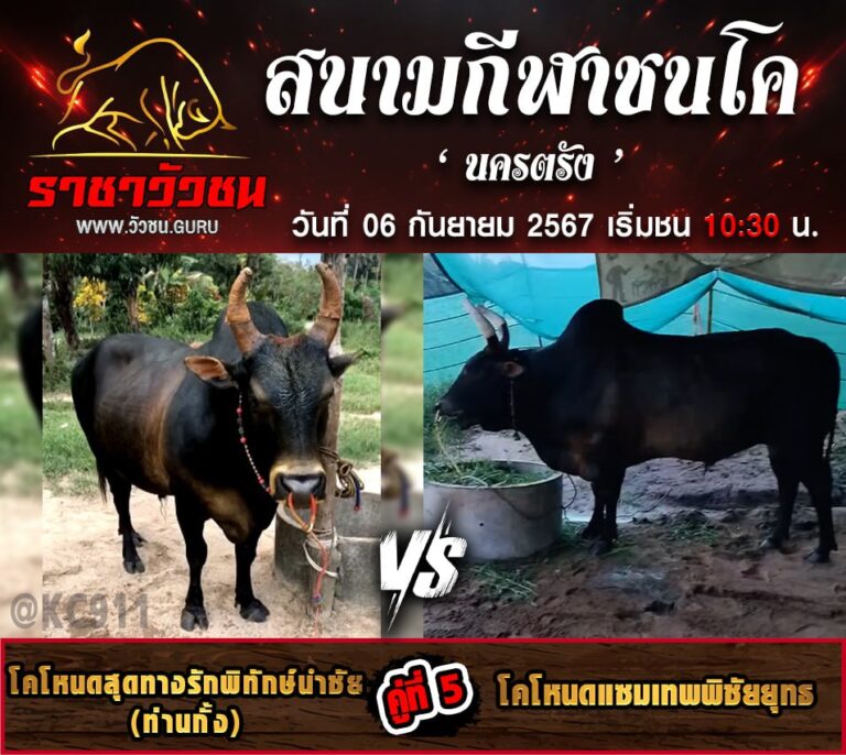 คลิปวัวชนย้อนหลัง 6-9-2567