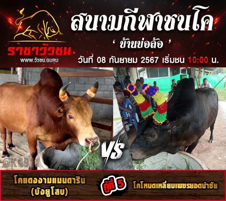 คลิปวัวชนย้อนหลัง 8-9-2567