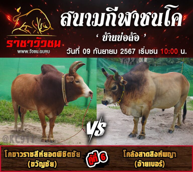 คลิปวัวชนย้อนหลัง 9-9-2567