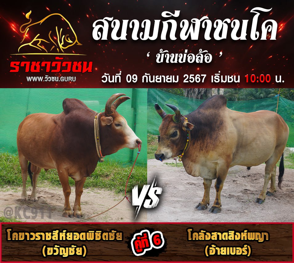 โปรแกรมวัวชน 9-9-2567