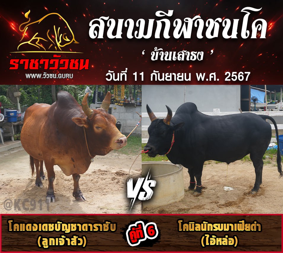 คลิปวัวชนย้อนหลัง 11-9-2567