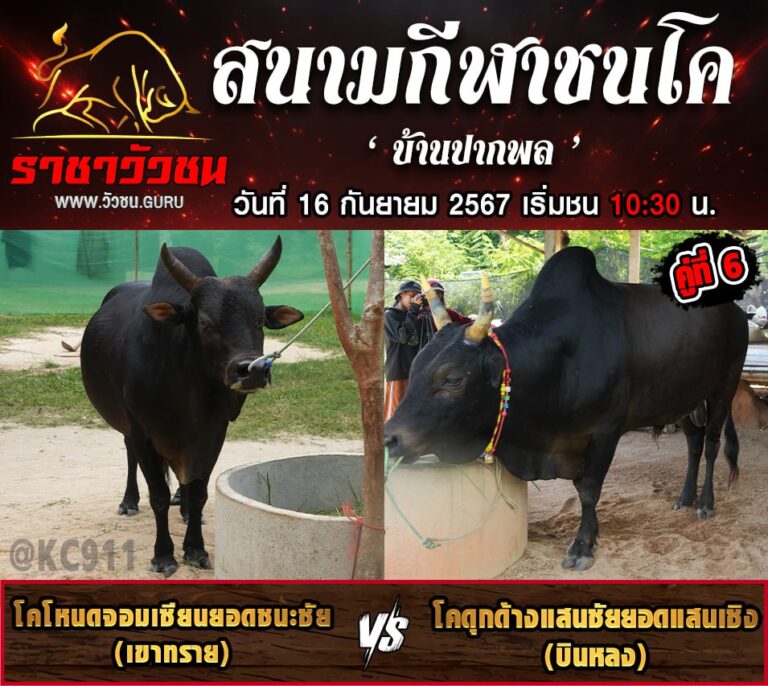 คลิปย้อนหลังวัวชน 16-9-2567