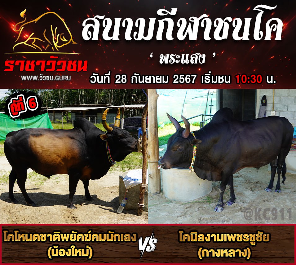 คลิปวัวชนย้อนหลัง 28-9-2567