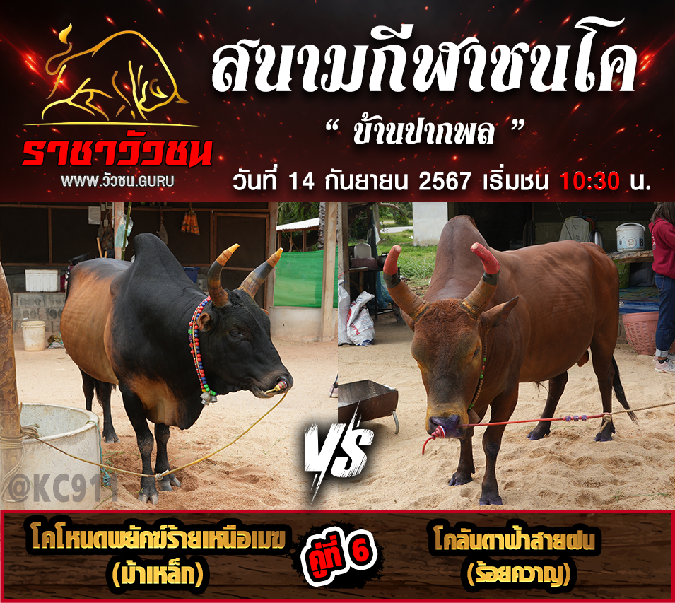 คลิปวัวชนย้อนหลัง 14-9-2567