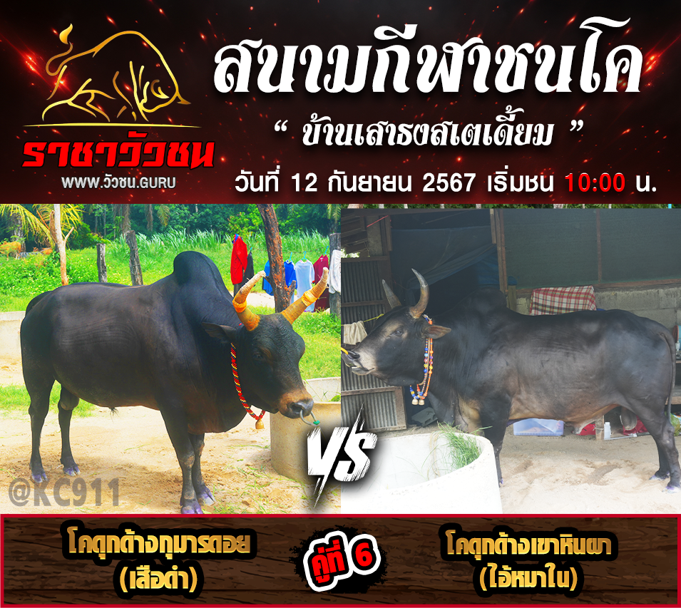 คลิปวัวชนย้อนหลัง 12-9-2567