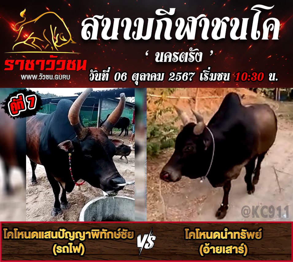 คลิปวัวชนย้อนหลัง 6-10-2567