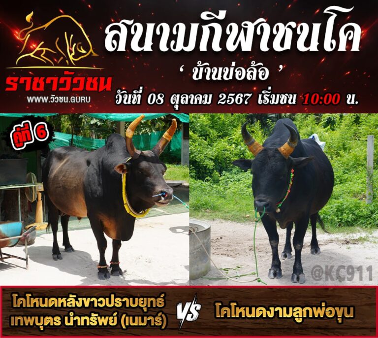 โปรแกรมวัวชน 8-10-2567