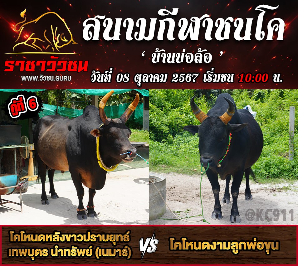 คลิปวัวชนย้อนหลัง 8-10-2567