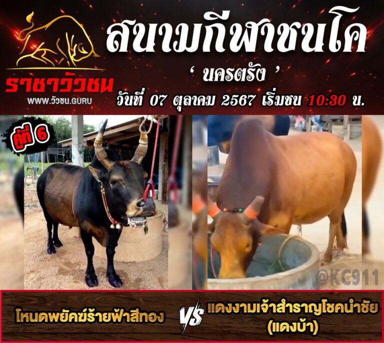 โปรแกรมวัวชน 7-10-2567