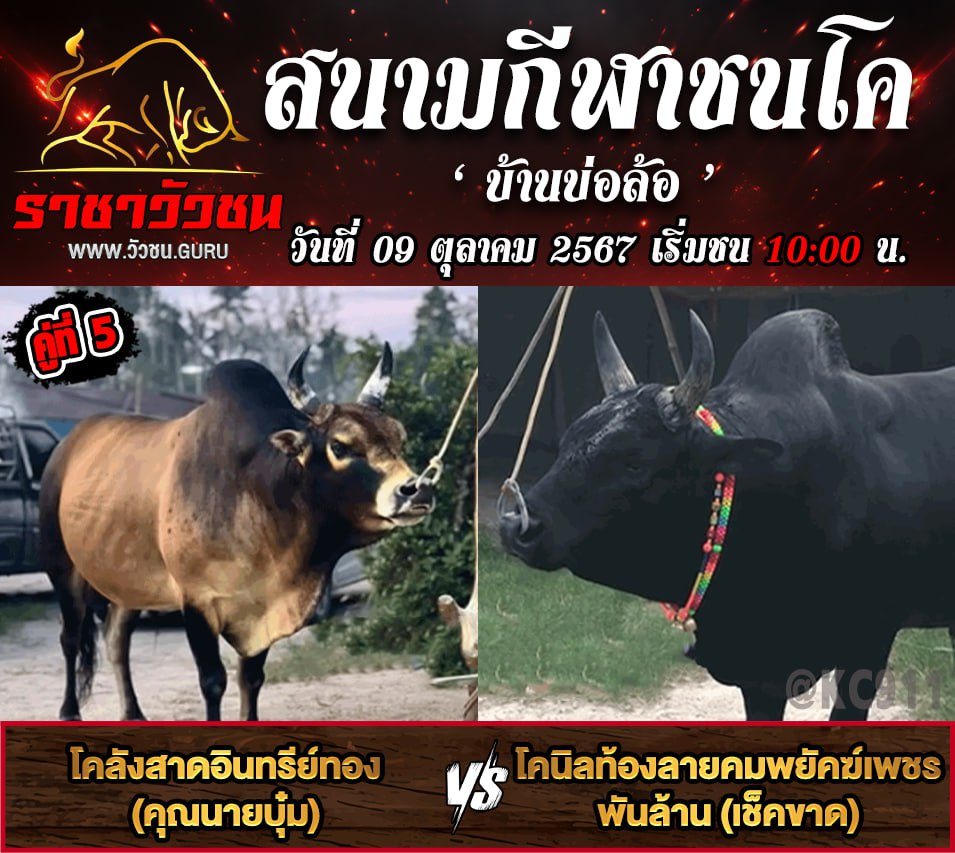 คลิปวัวชนย้อนหลัง 9-10-2567