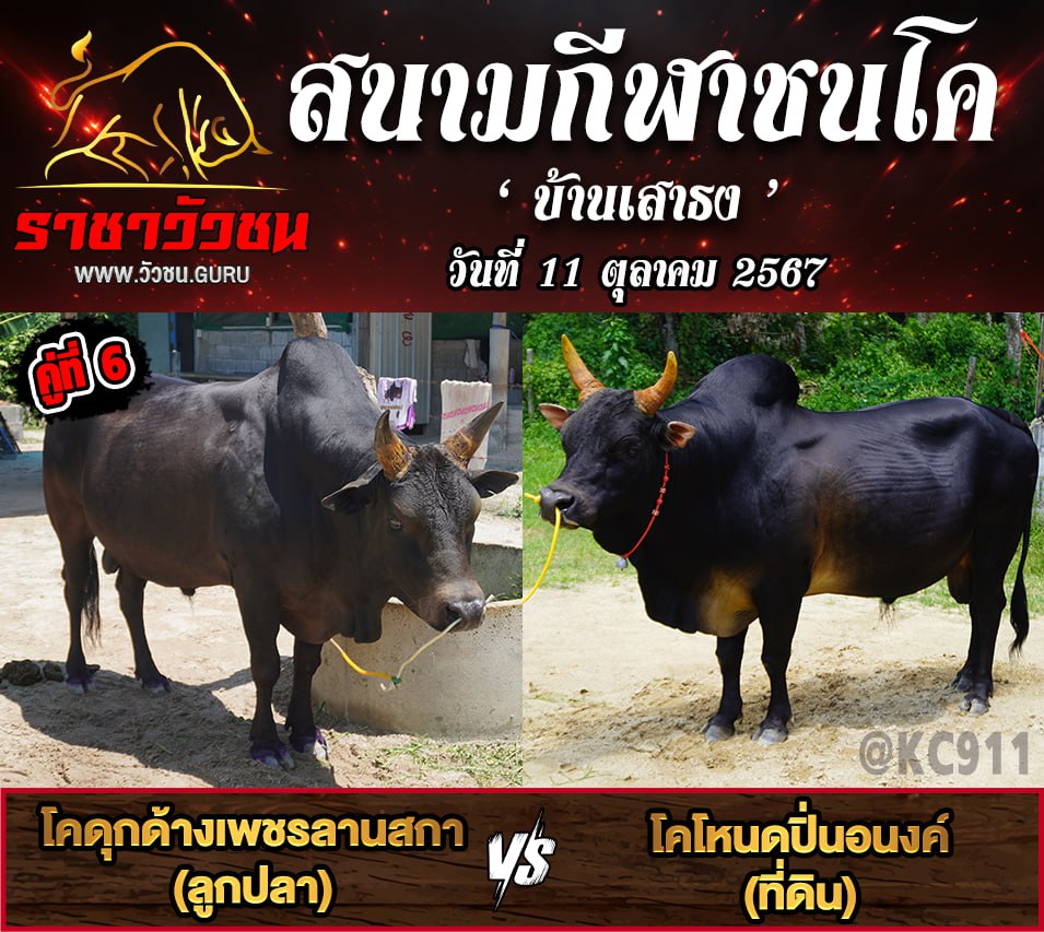 คลิปวัวชนย้อนหลัง 11-10-2567