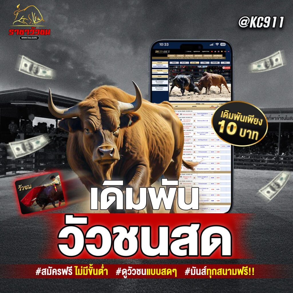 วัวชนออนไลน์ 6-10-2567