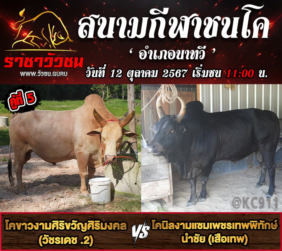 คลิปวัวชนย้อนหลัง 12-10-2567