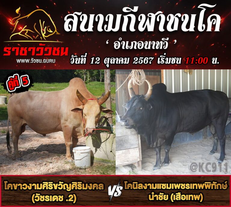 โปรแกรมวัวชน 12-10-2567