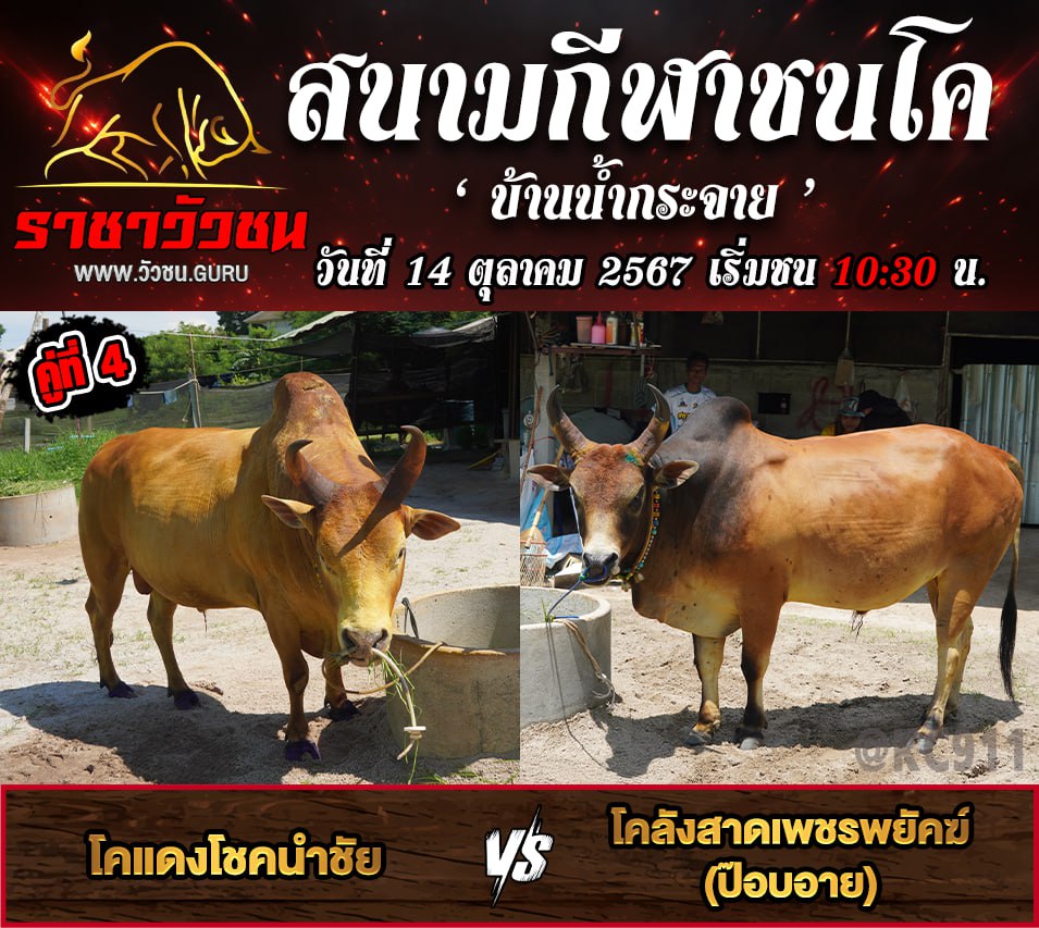 คลิปวัวชนย้อนหลัง 14-10-2567