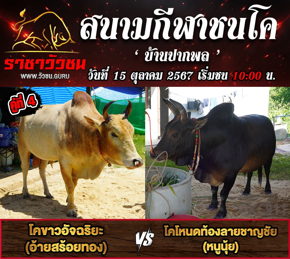 คลิปวัวชนย้อนหลัง 15-10-2567