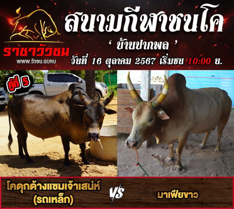 โปรแกรมวัวชน 19-10-2567