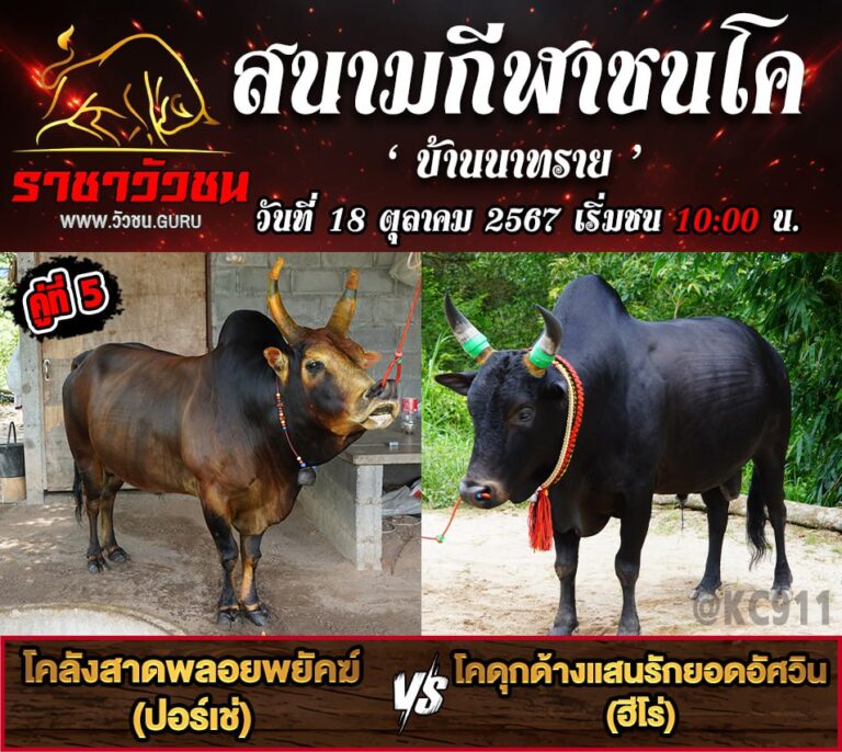 โปรแกรมวัวชน 18-10-2567