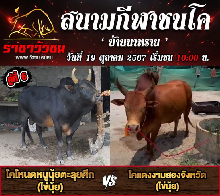 โปรแกรมวัวชน 19-10-2567