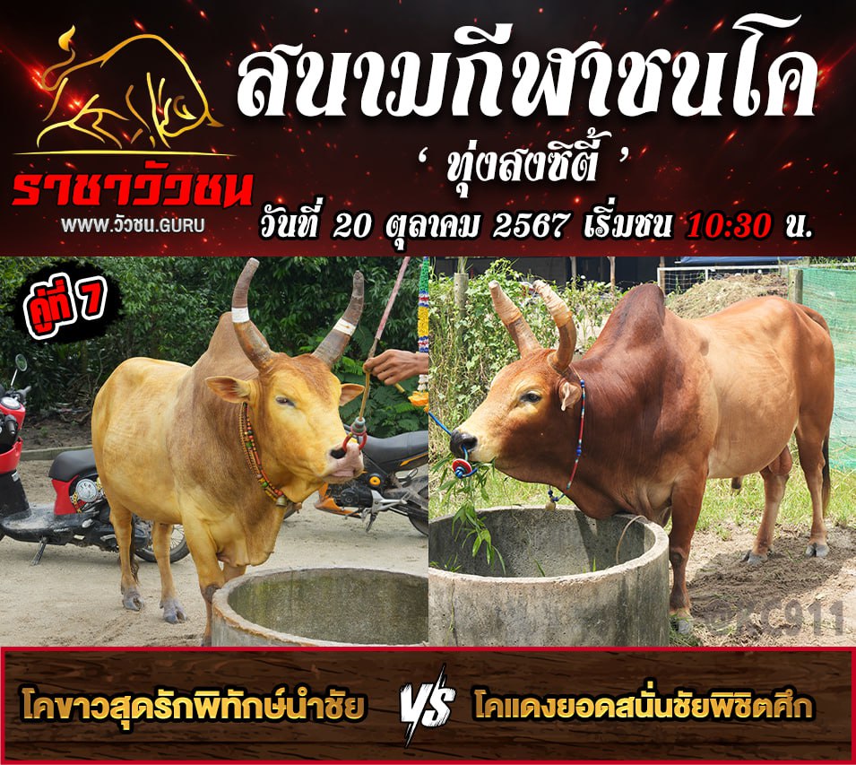 คลิปวัวชนย้อนหลัง 20-10-2567