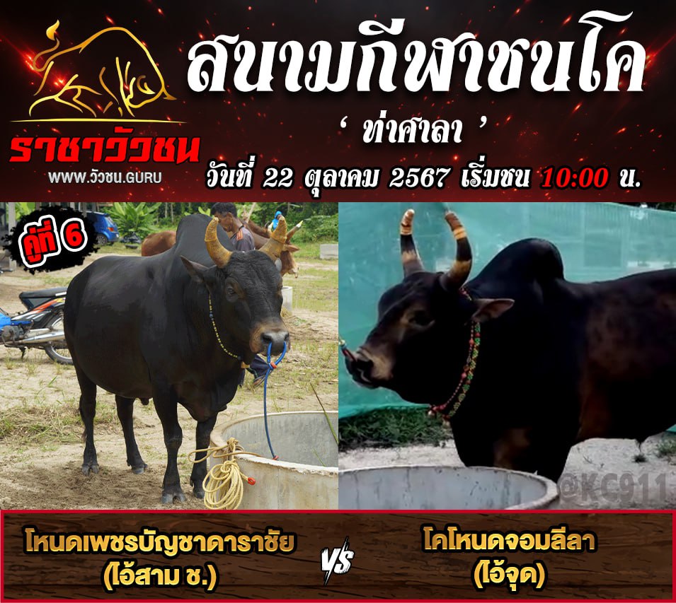 คลิปวัวชนย้อนหลัง 22-10-2567