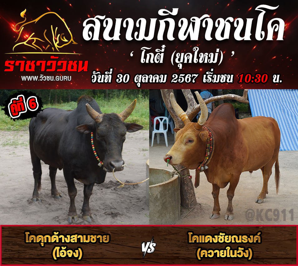 คลิปวัวชนย้อนหลัง 30-10-2567