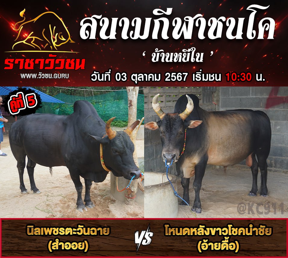 โปรแกรมวัวชน 3-10-2567