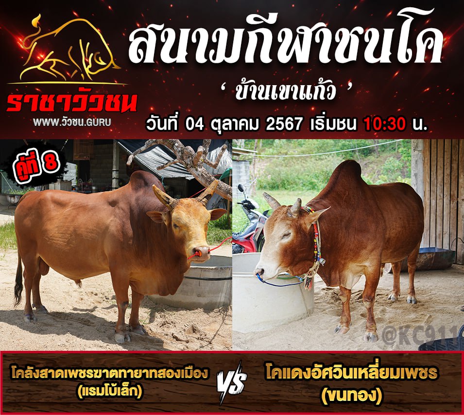 คลิปวัวชนย้อนหลัง 4-10-2567