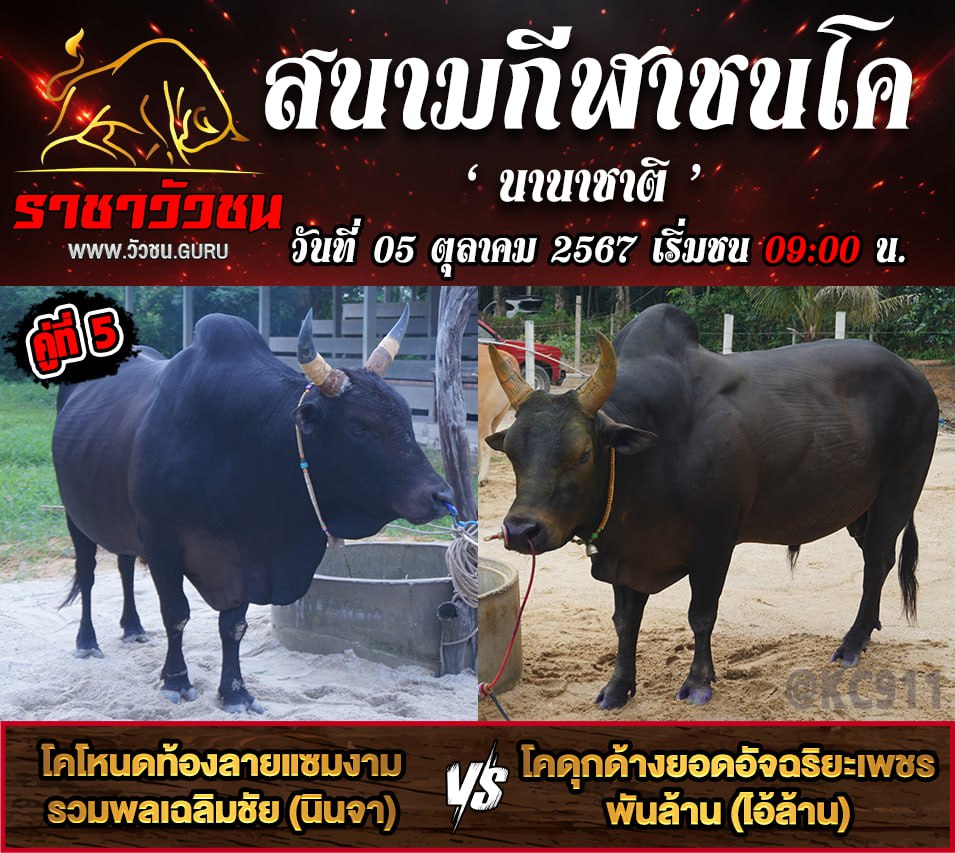 คลิปวัวชนย้อนหลัง 5-10-2567