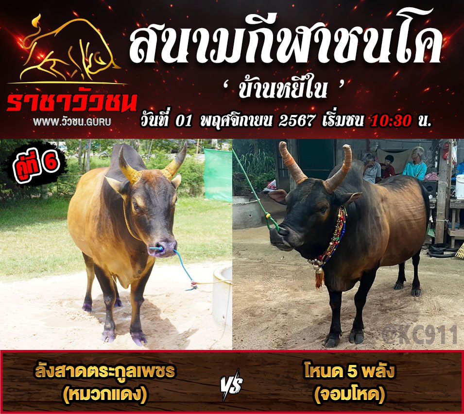 คลิปวัวชนย้อนหลัง 1-11-2567