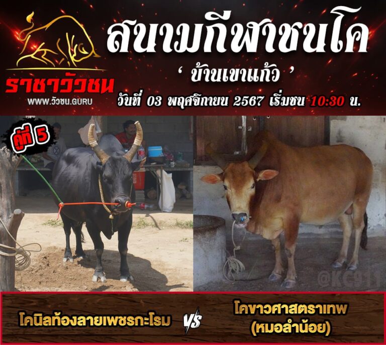 คริปวัวชนย้อนหลัง 3-11-2567