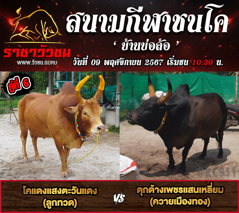 คลิปวัวชนย้อนหลัง 9-11-2567