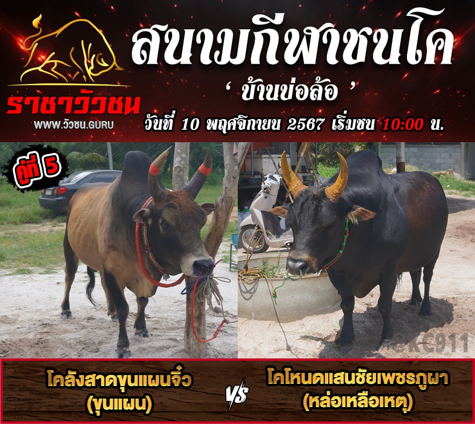 คลิปวัวชนย้อนหลัง 10-11-2567