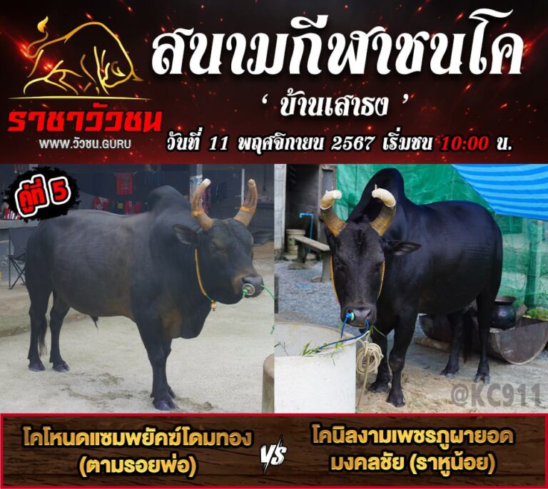 โปรแกรมวัวชน 11-11-2567