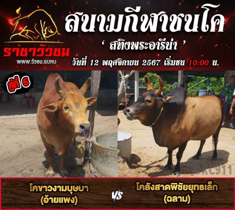 คลิปวัวชนย้อนหลัง 12-11-2567