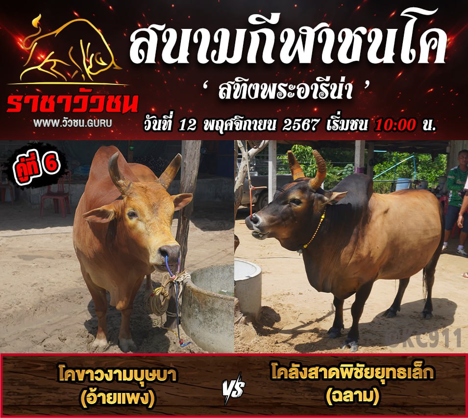 คลิปวัวชนย้อนหลัง 12-11-2567