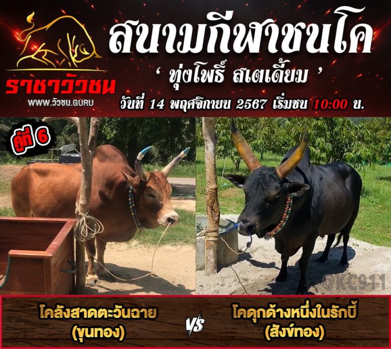 คลิปวัวชนย้อนหลัง 14-11-2567