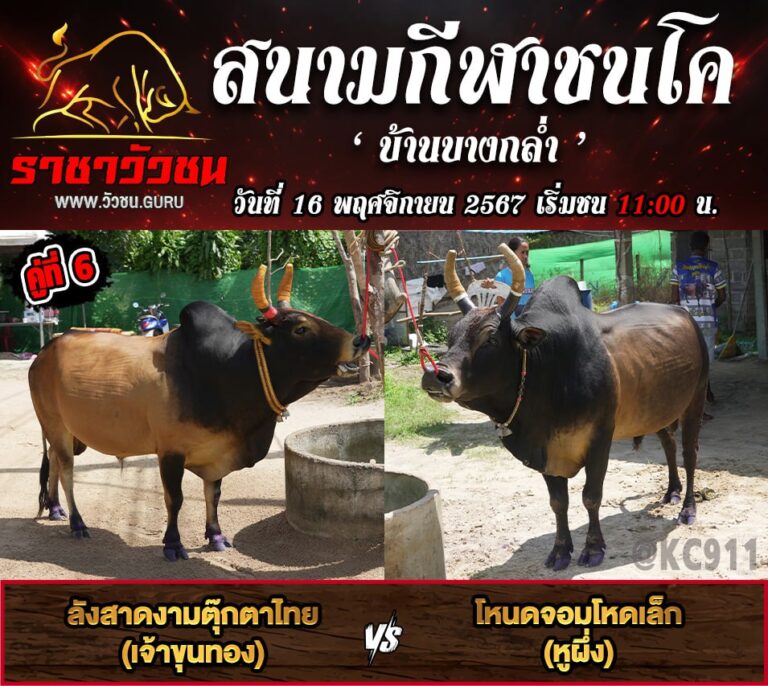 คลิปวัวชนย้อนหลัง 16-11-2567