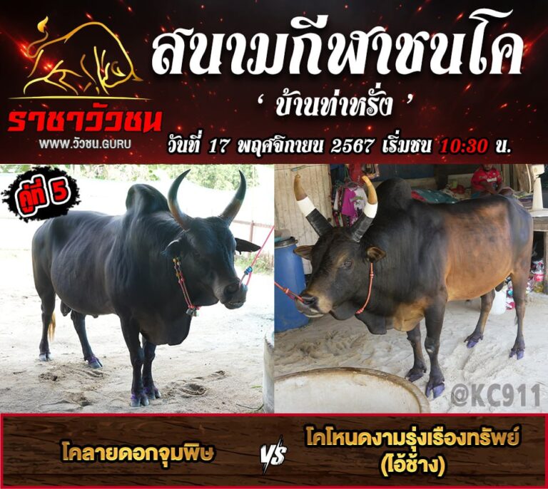 โปรแกรมวัวชน 17-11-2567