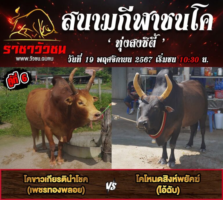 โปรแกรมวัวชน 19-11-2567