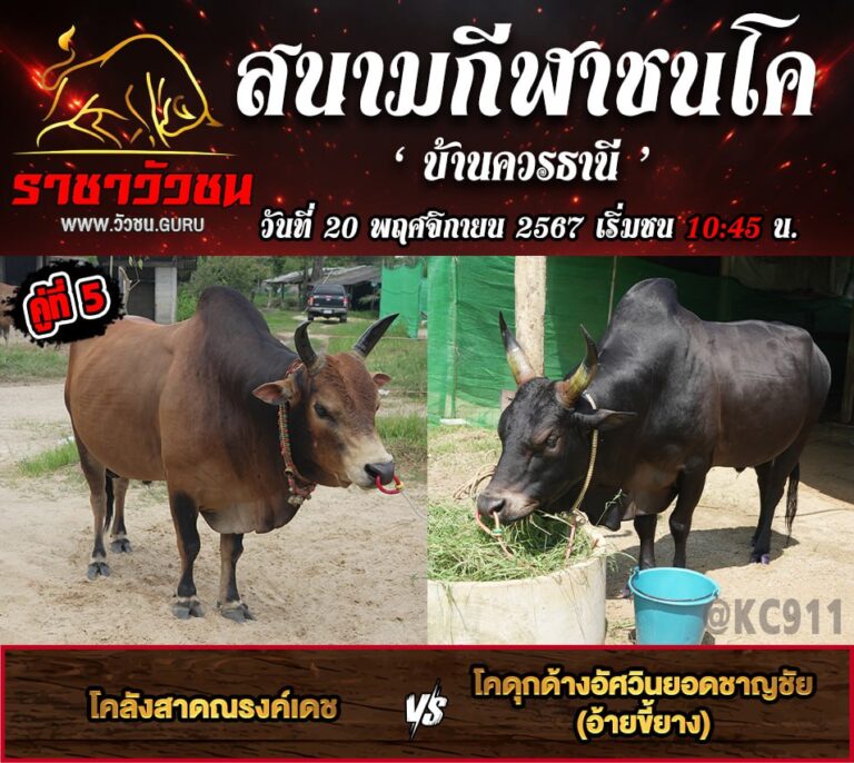 โปรแกรมวัวชน 20-11-2567