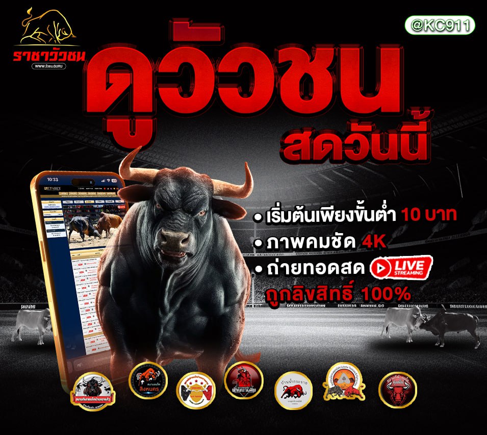 วัวชนออนไลน์ 21-11-2567